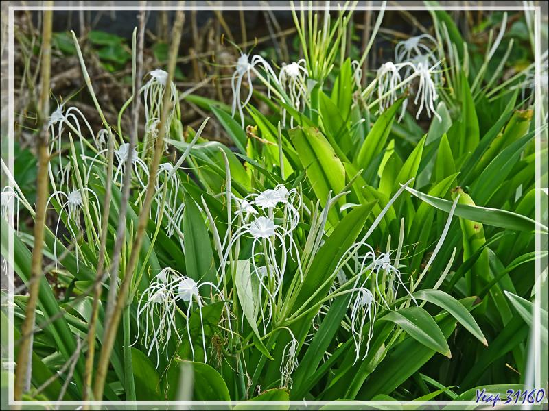 Départ pour une marche dans la forêt, impénétrable hors sentier, vers la Pointe Ramasse-tout et la plage d'Anse Cimetière - Ile Silhouette - Seychelles
