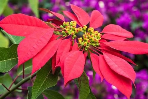 Fleurs cultivées : Poinsettia