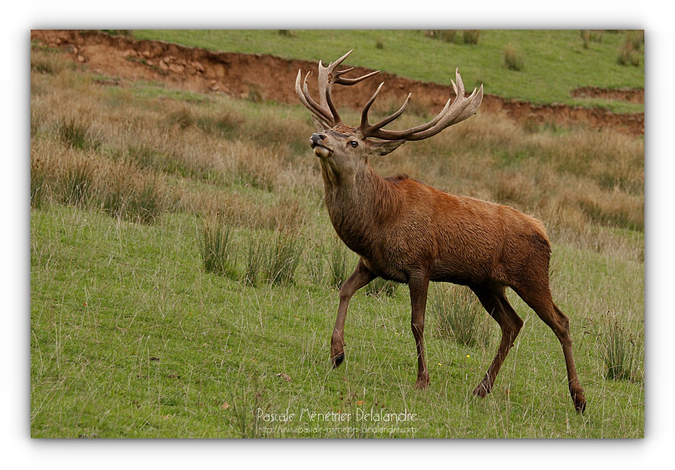 Avec l'Automne, le brame du Cerf...
