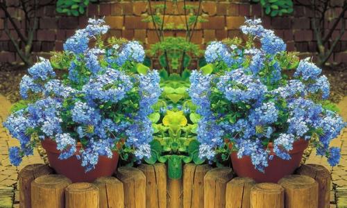 Fleurs cultivées : Plumbago
