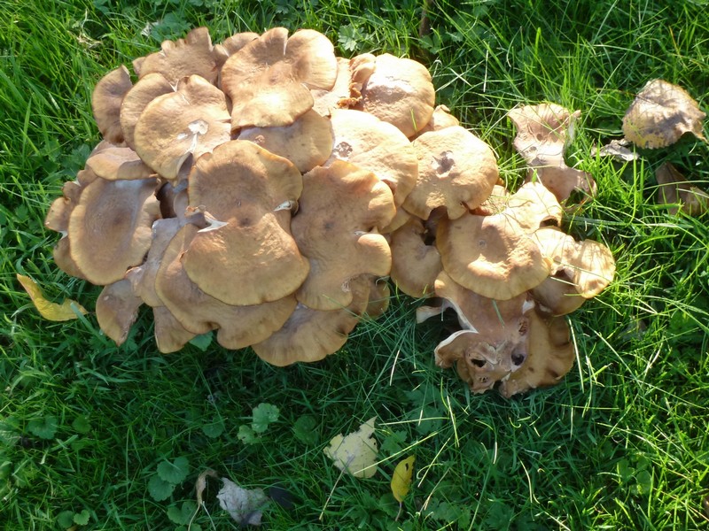 Beautés de l'automne ...