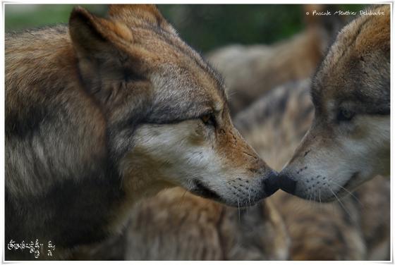 Loups de Sibérie (Canis lupus albus)