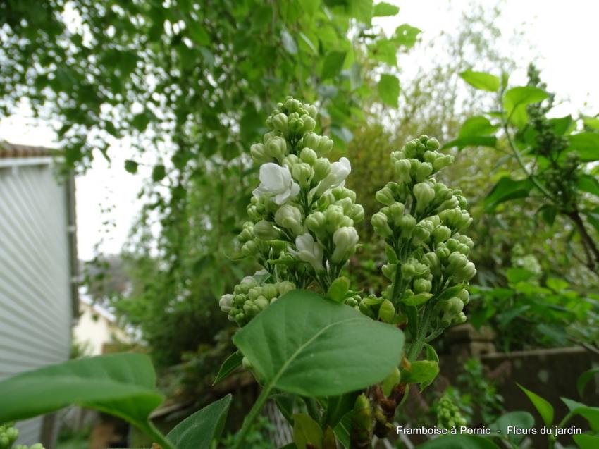Le printemps au jardin 