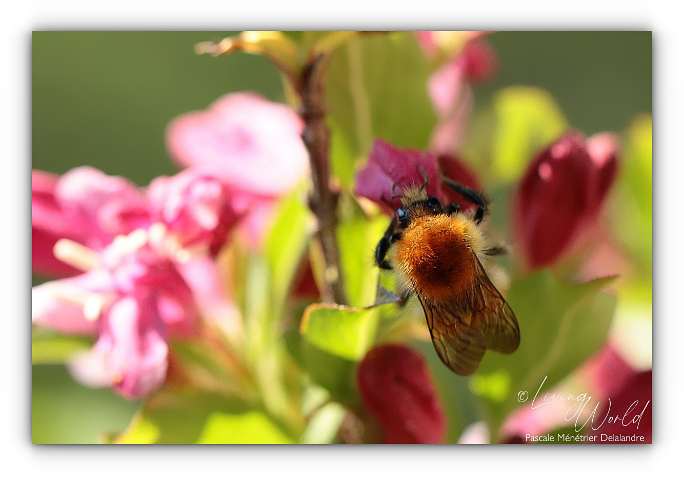 Bourdon des champs dans le Weigela