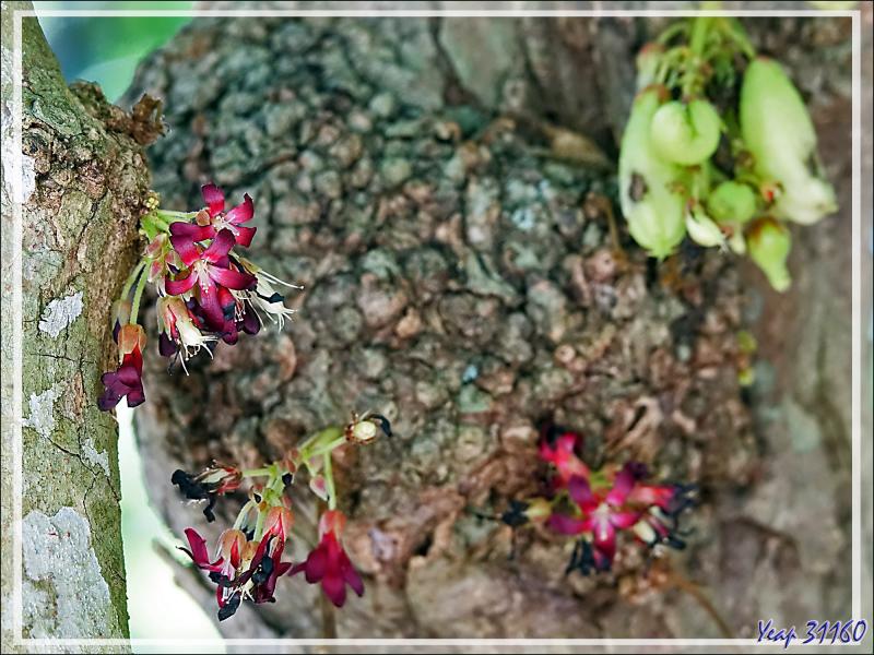 14/12/2021(suite) : seconde journée à Silhouette Island passée entre promenade dans le village et les jardins du grand complexe hôtelier voisin et baignades - Seychelles