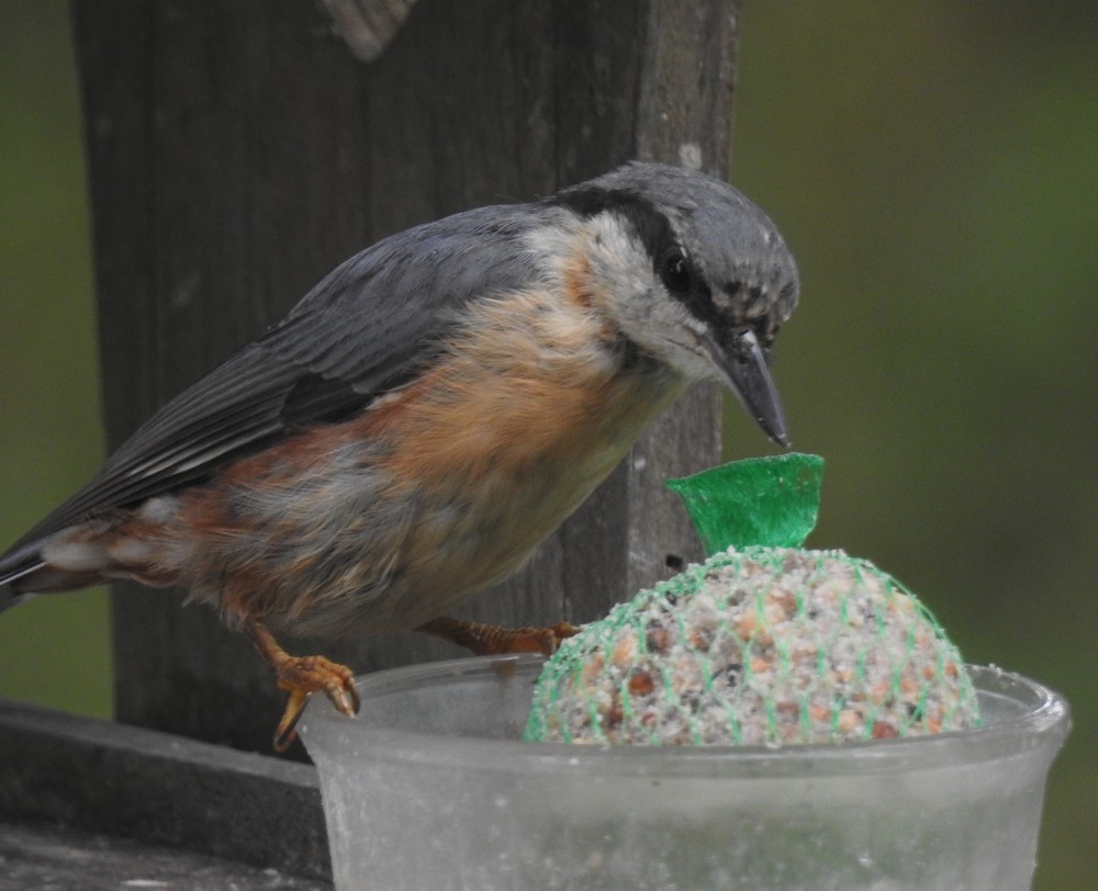 Les oiseaux de mon jardin : la sitelle torchepot...