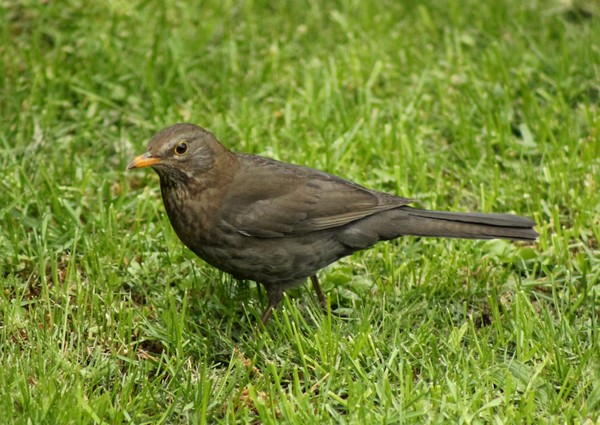 Seulement quelques espèces d'oiseaux ont visité mon jardin cet hiver...