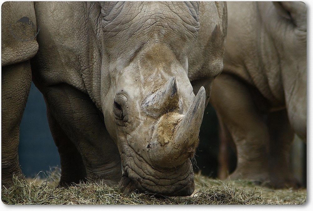 Rhinocéros blanc...