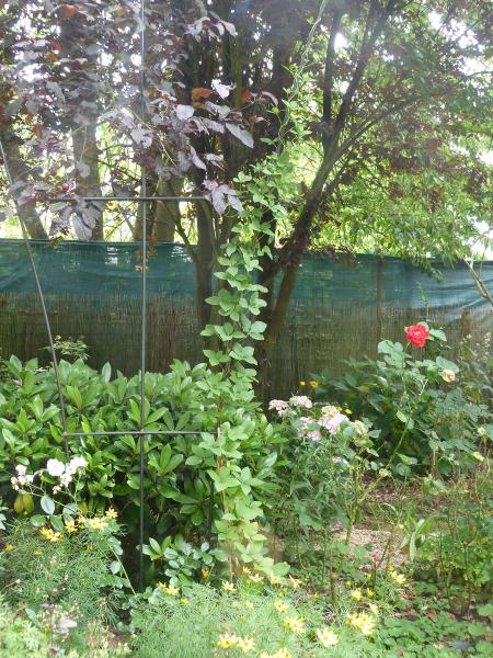 codonopsis lanceolata