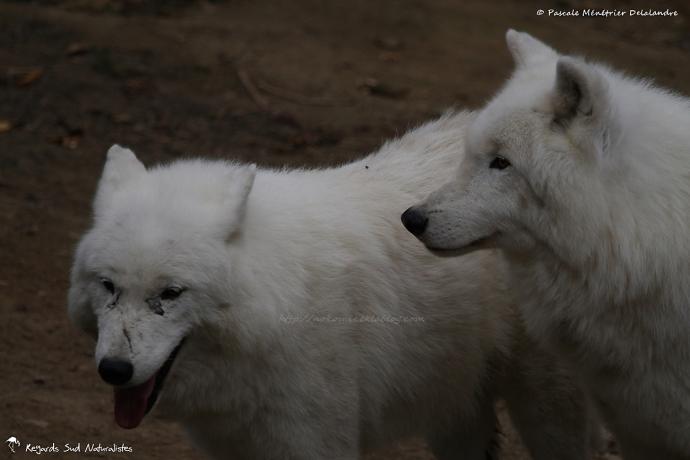 Loups arctiques (Canis lupus arctos)