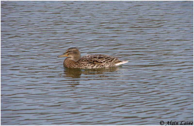 Canards