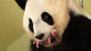 Un bébé panda chez vous...ça vous dit ?