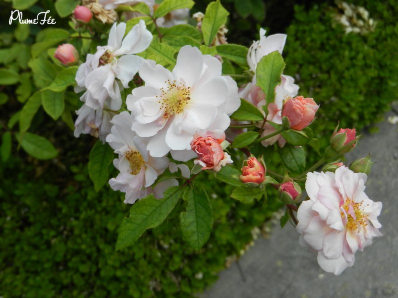 Image042.jpg