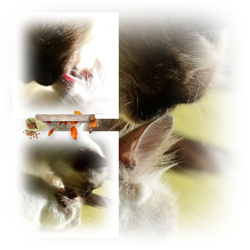 Langue de chat