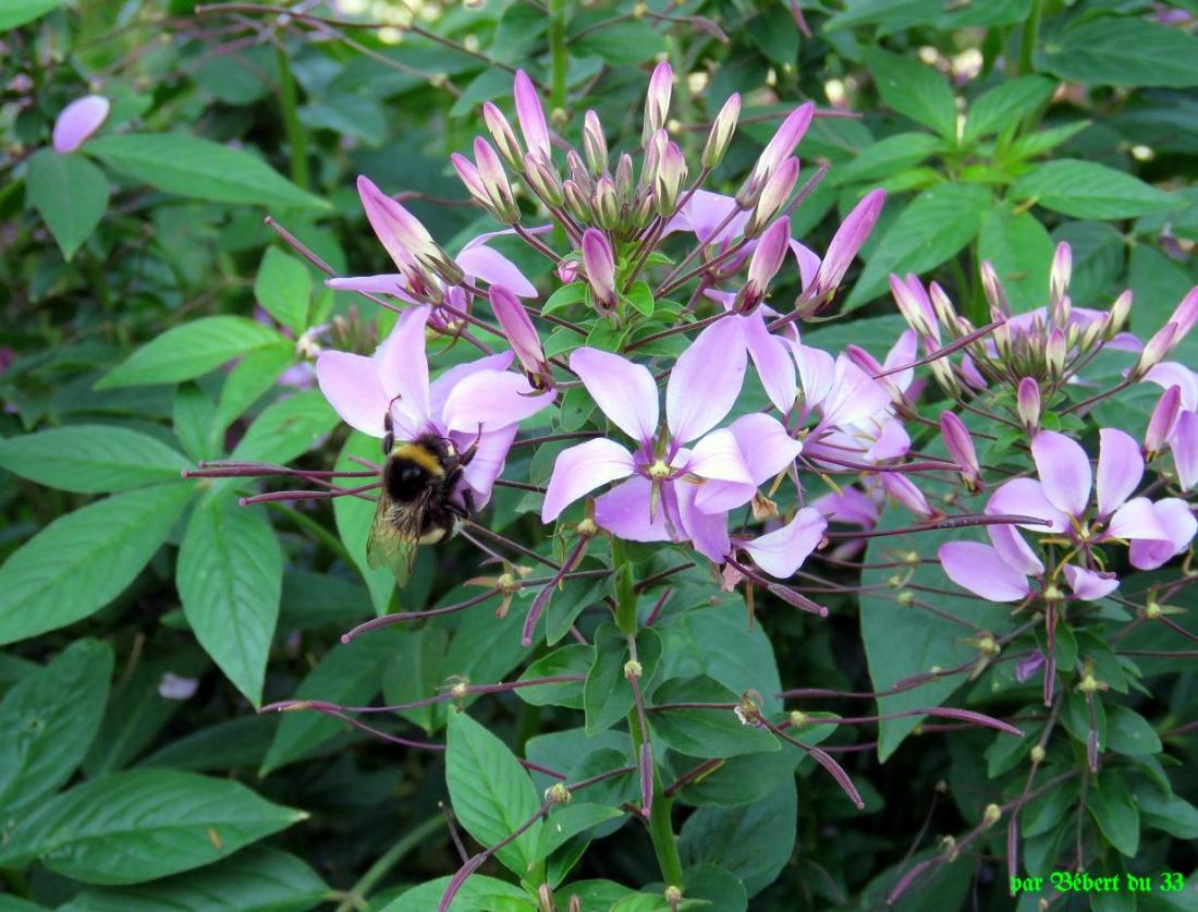 des fleurs et ...