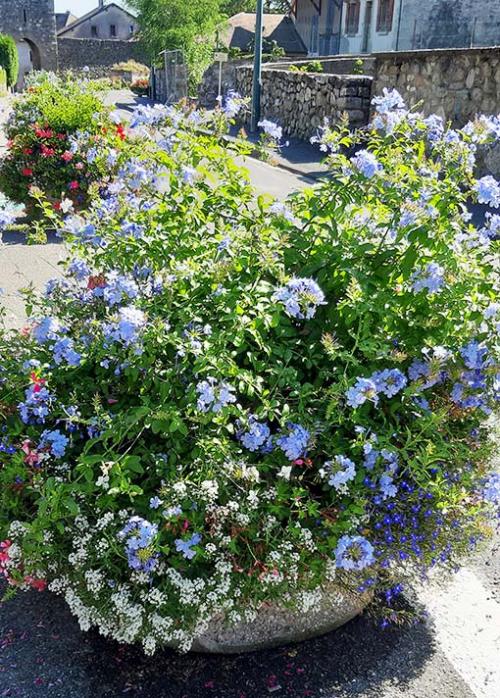 Fleurs cultivées : Plumbago