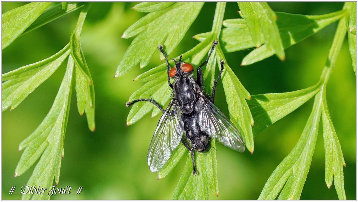 Sorties Nature