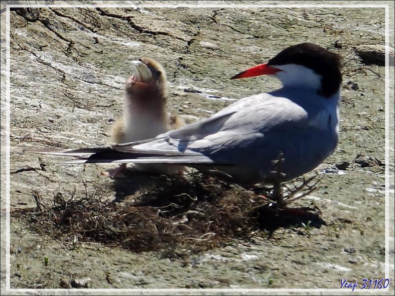 L'îlot aux Sternes pierregarins ou Hirondelles de mer ou Estorlets (Sterna hirundo) - La Couarde-sur-Mer - Île de Ré - 17