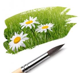 Les marguerites