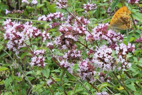 Fleurs cultivées : Marjolaine