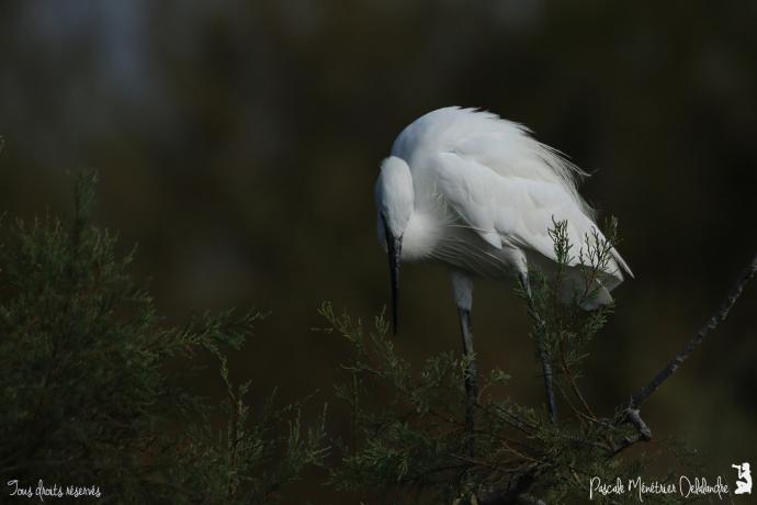 Aigrette garzette