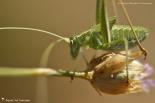 Tettigoniidae (Sauterelles)