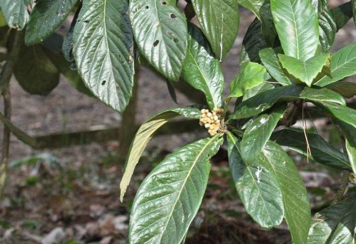 Arbre fruitier : Néflier