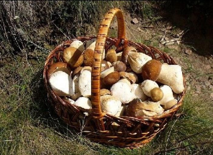 Légumes du mois de Juin