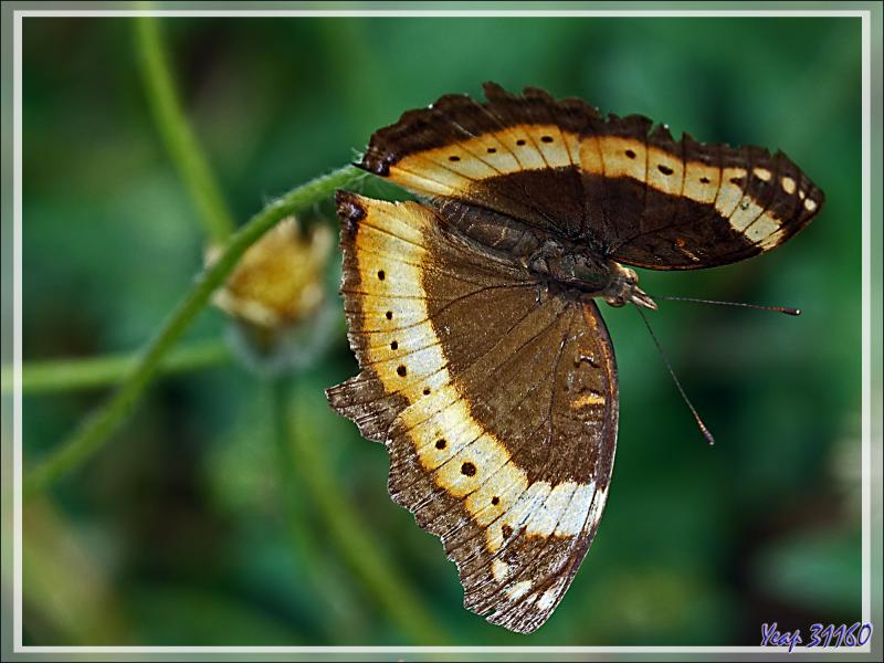 Garden inspector (Precis archesia) recto et verso - Victoria Falls - Zimbabwe