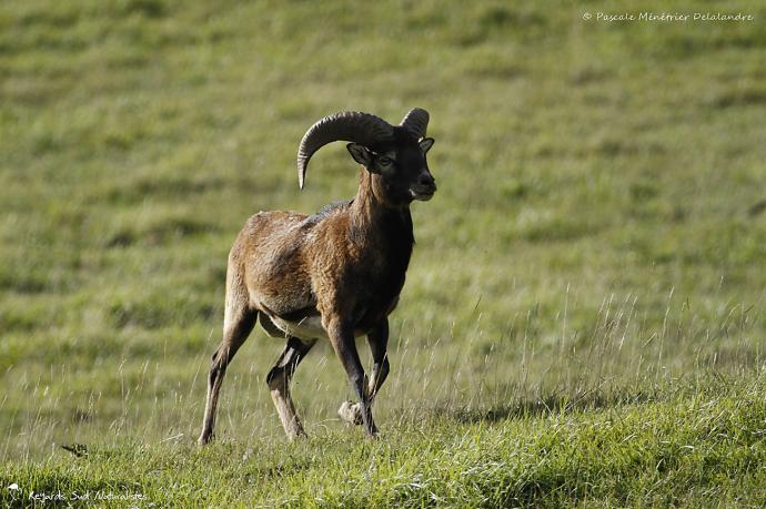 Mouflon