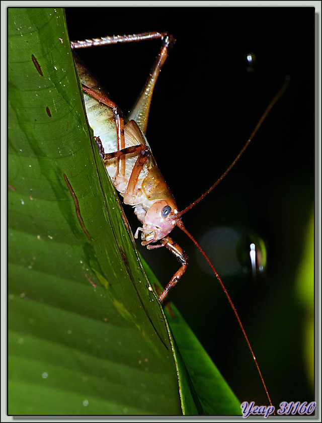 Blog de images-du-pays-des-ours : Images du Pays des Ours (et d'ailleurs ...), Petite promenade de nuit dans la forêt: sauterelles - Puerto Viejo de Sarapiqui - Costa Rica