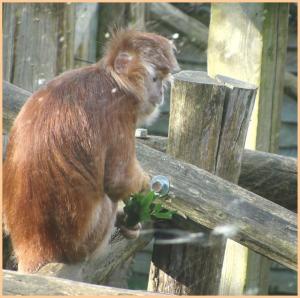 Langur_de_Java_1