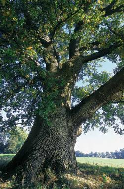 Parc d'Enghien - La Mémoire des Arbres