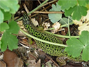 Nouveau lézard (1)