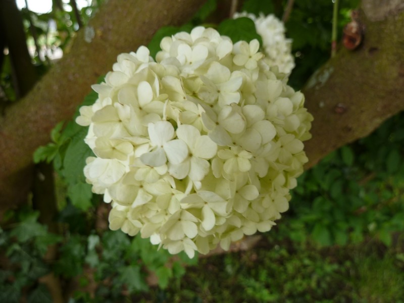 "Boules de neige" ...