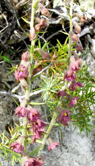 Epipactis atrorubens - épipactis pourpre