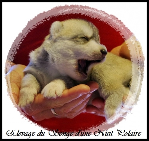 Chiot Husky Femelle 3 (12j)