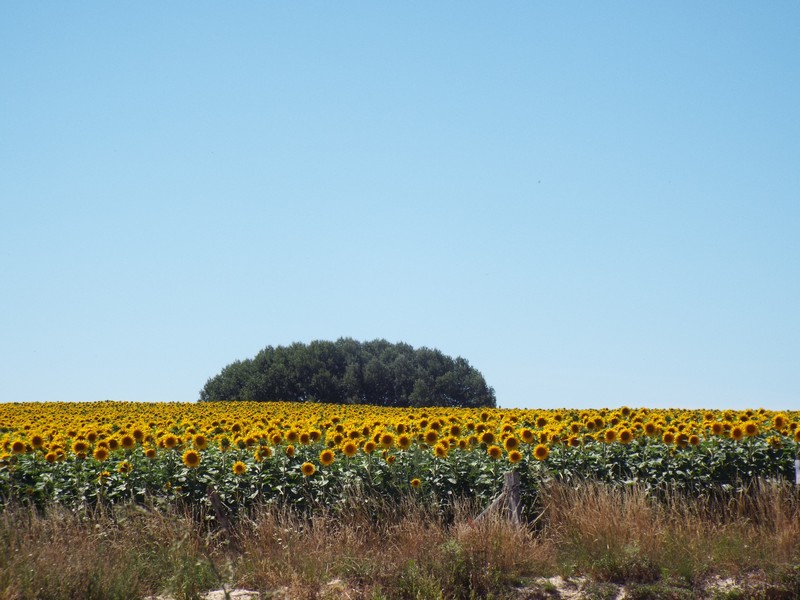 tournesol