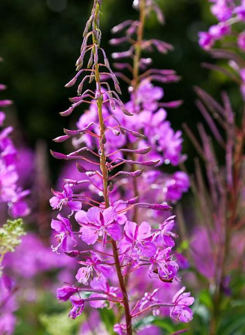 Fleurs cultivées : Epilobe