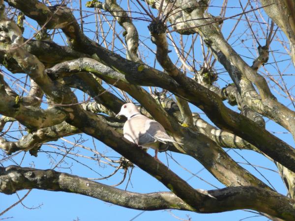 Cocotte, tourterelle rieuse (2)