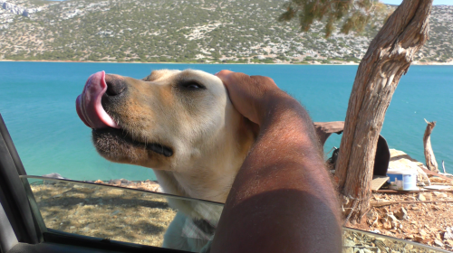 Le regard de la sentinelle