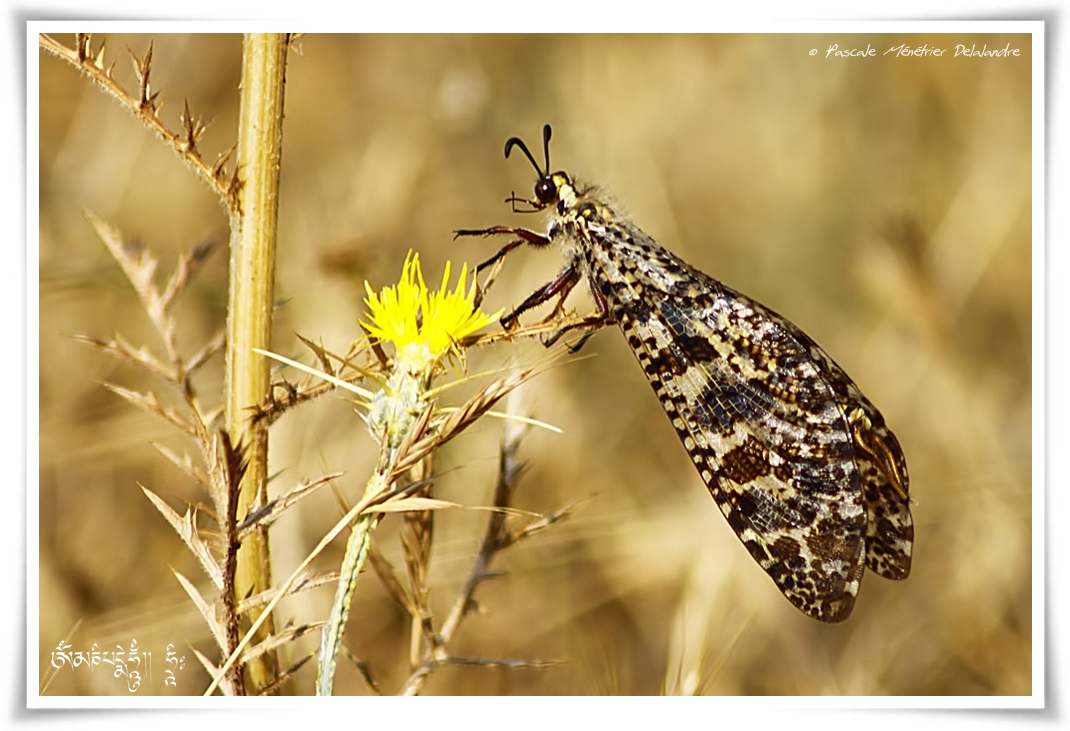 Palpares libelluloides ♀ - fourmilion géant