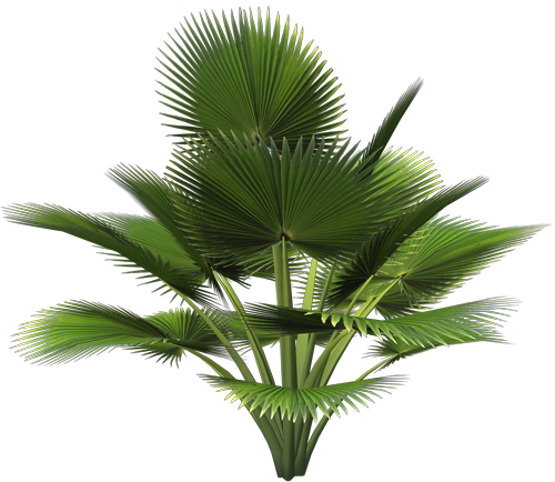 ѼVegetation