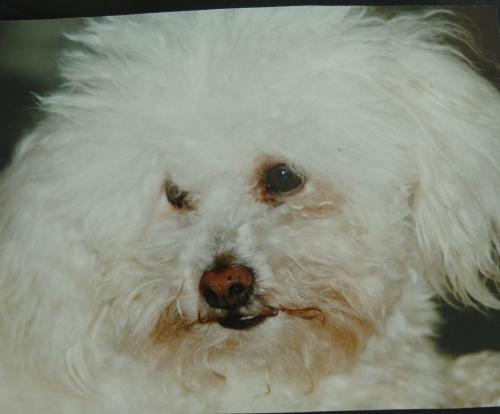 La ronde des toutous : mon Caniche-Toy