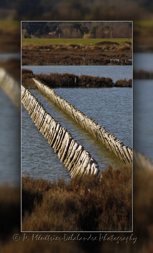 Site naturel protégé "Les Salines"...