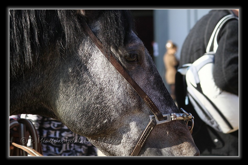 Equisud 2011 - Pure Race Espagnole...