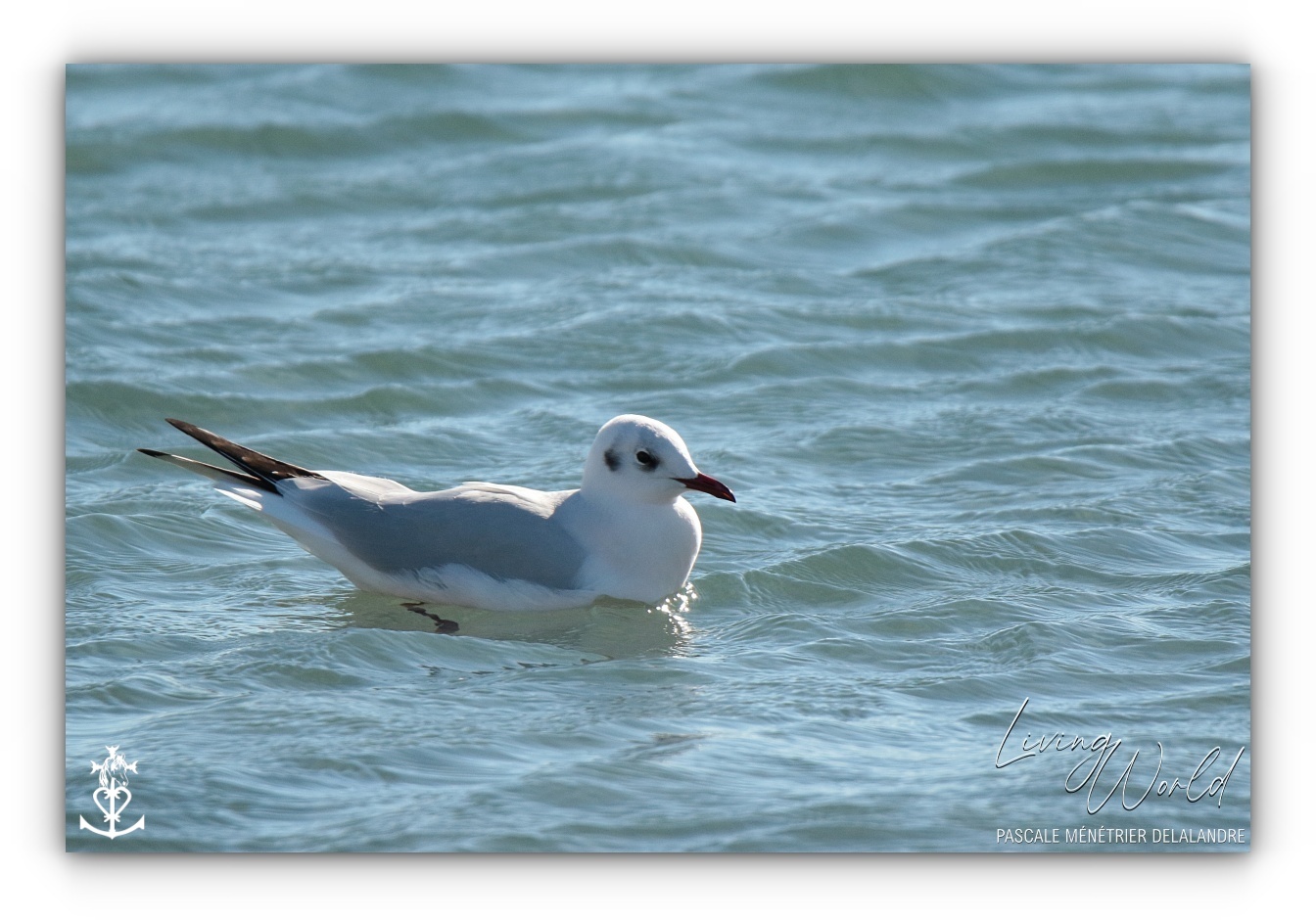 Dans le sable, dans l'eau ou dans les airs... seule ou en groupe.