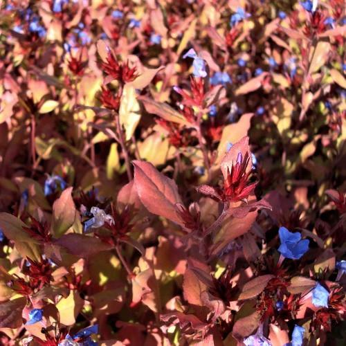 Fleurs cultivées : Plumbago