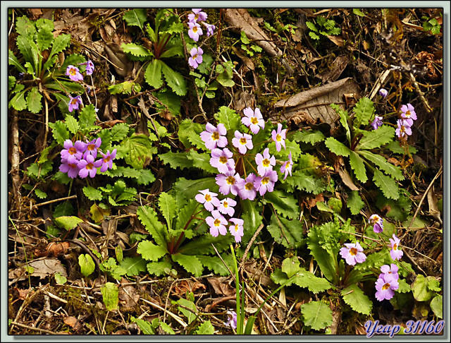 Blog de images-du-pays-des-ours : Images du Pays des Ours (et d'ailleurs ...), Primevère à gorge orange,Orange Throated Primrose (Primula bracteosa) - Col de Dochula - Bhoutan