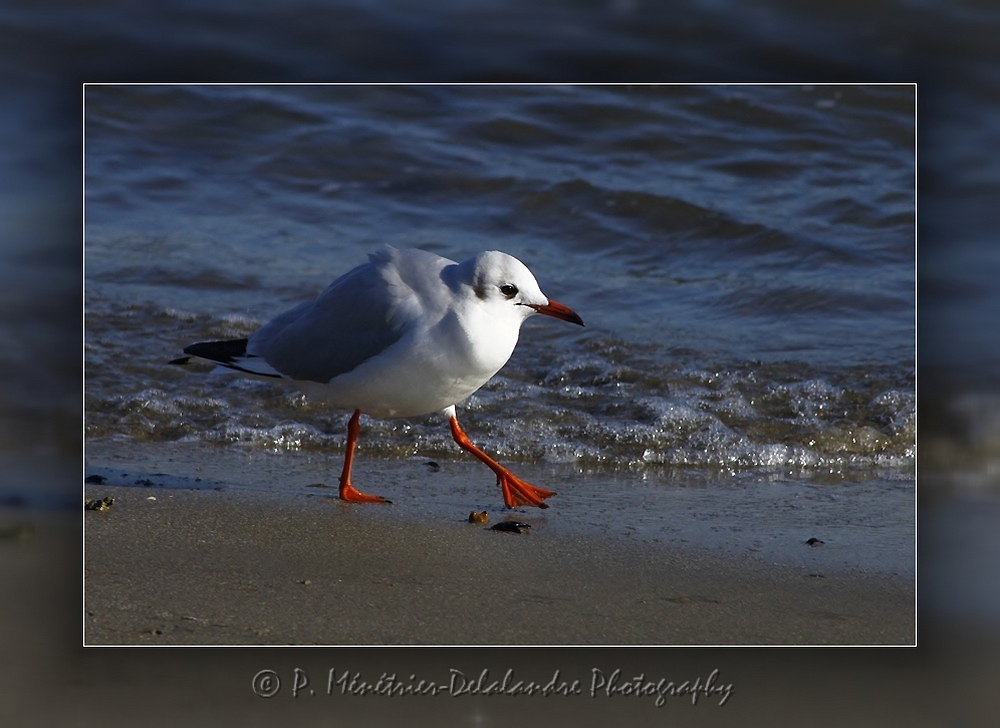 Mouette rieuse...